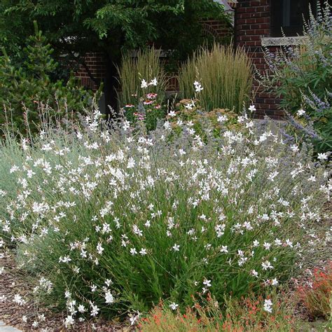 Gaura Seeds - Gaura Lindheimeri Flower Seeds | Gaura plant, Cottage garden plants, Flower seeds