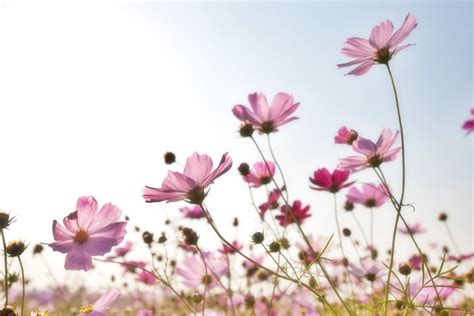 Pink Flower Field · Free Stock Photo