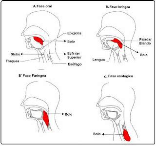 Fonoaudiología: Área de Deglución.