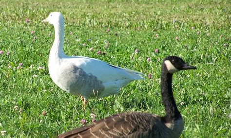 Rare Albino Goose Spotting Shocks Wildlife Refuge Worker