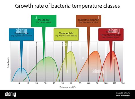 Diagram of microorganism optimal temperature range - Psychrophile, Mesophile, Thremophile and ...