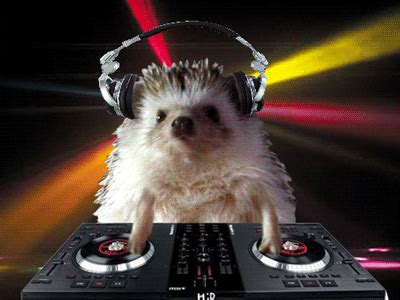 DJ hedgehog