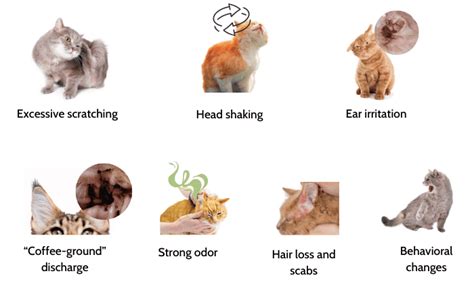 Dirty Cat Ears vs Ear Mites: Identifying Your Cat's Ear Issue