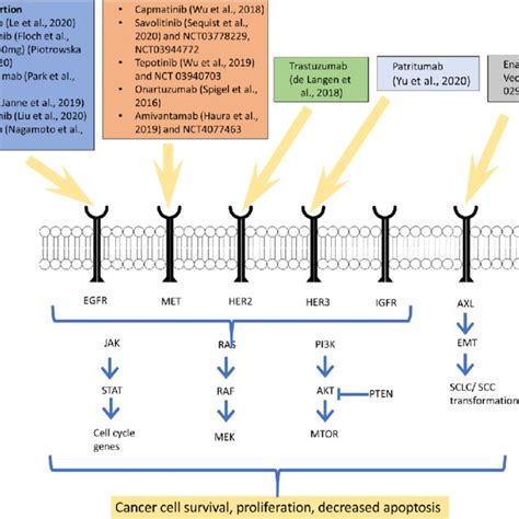 Combination chemotherapy and EGFR TKI clinical trials in EGFR mutant ...