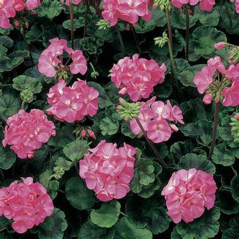 Geraniums Pink