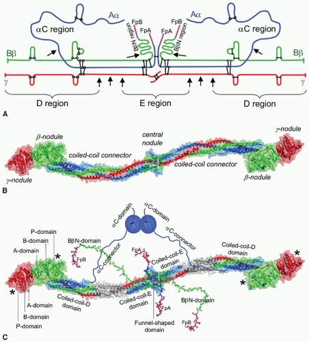 Fibrinogen Structure and Function | Oncohema Key