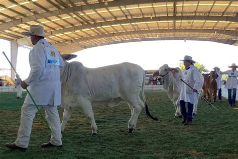 Study measuring Brahman traits could improve productivity, profitability - ABC News