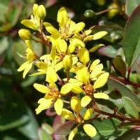 Galphimia glauca (Shower of gold) - Plantinfo