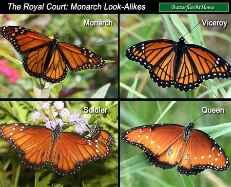 76 HD Viceroy Butterfly Meaning - insectza