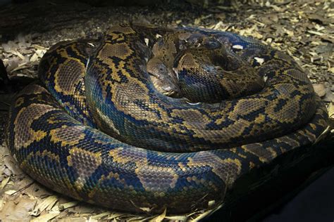 Reticulated Python - Zoo Atlanta