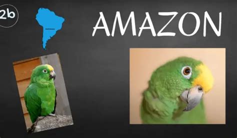 Amazon parrot Archives - African Parrot Grey health diet personality ...