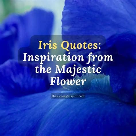 226 Inspiring Iris Quotes That Will Help You See the Beauty in Life | Successful Spirit