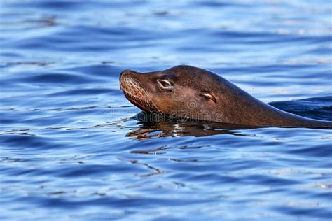 A Single California Sea Lion Swimming in the Ocean Stock Photo - Image of outdoor, california ...