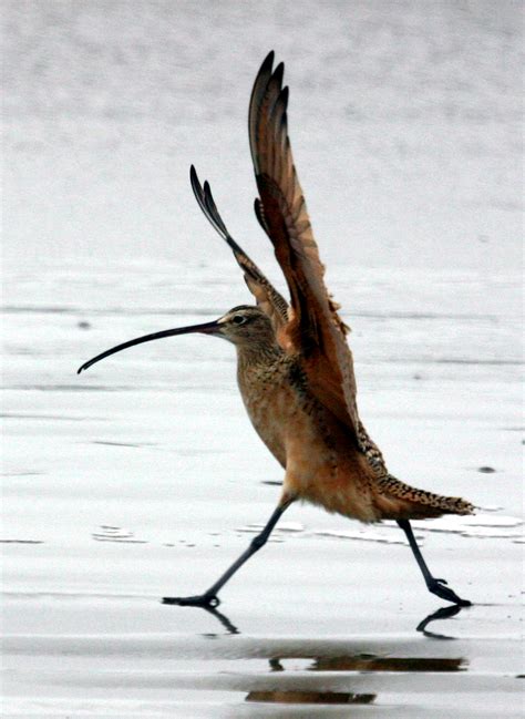 Eskimo Curlew (Numenius Borealis)- Shorebird ~ Cool Critters