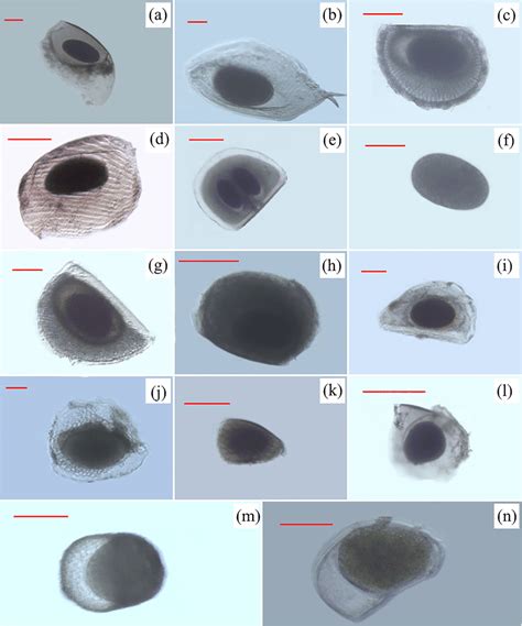 Morphotypes of cladocerans (a-l) and rotifers (m and n) dormant stages ...