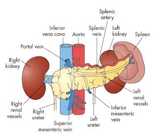 Anatomi dan Fisiologi Pankreas ~ Health In Life