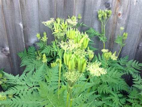 identification - Is this plant Giant Hogweed? - Gardening & Landscaping Stack Exchange