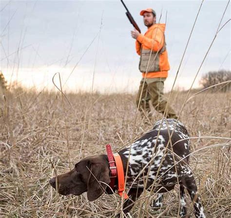 Pointing Dog Training Program | Gun Dog Success