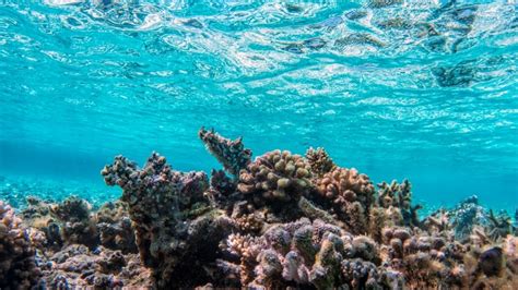 How Sustainable Farming Impacts Coral Reef Conservation - ReefCause