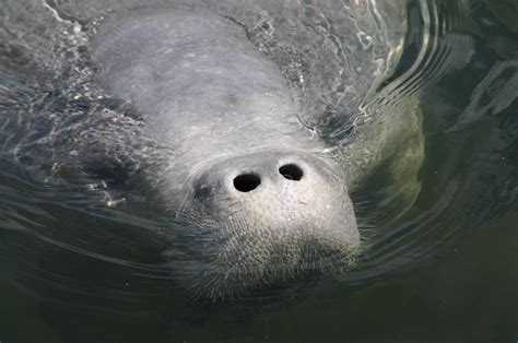 Florida Manatee Facts and Information | Anglers Hookup