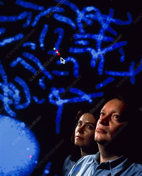 Researchers study FISH micrograph of chromosomes - Stock Image - G210 ...