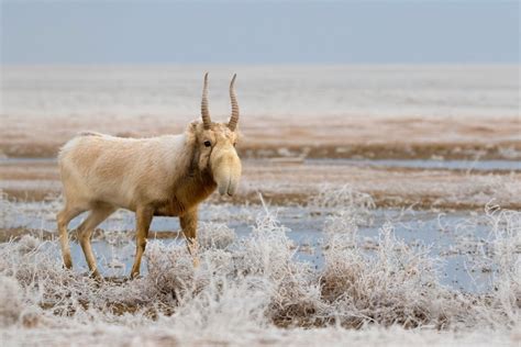 Saiga Antelope: A Conservation Triumph and Ongoing Challenges | Saiga ...