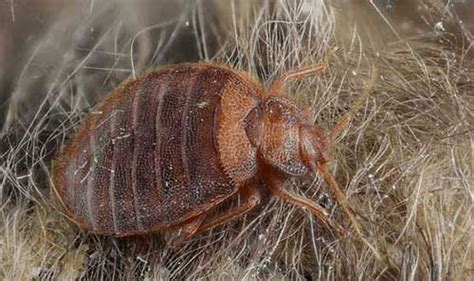 How To Get Bed Bugs Out Of Carpets And Rugs