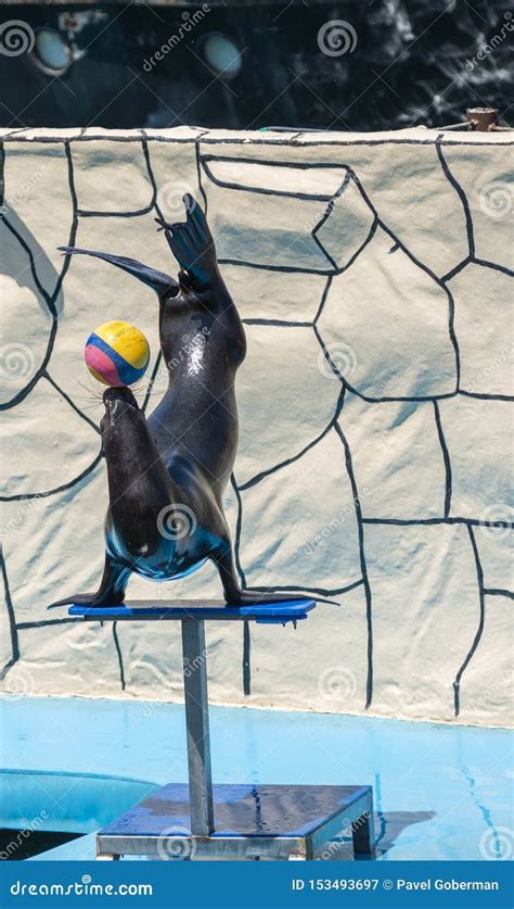 Sea Lion Balancing a Ball on His Nose Editorial Photography - Image of marine, playing: 153493697