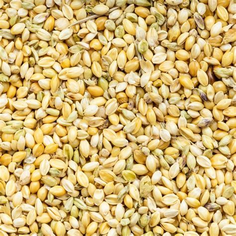 Yellow Natural Foxtail Millet Seed, High in Protein at Rs 62/kg in Quepem