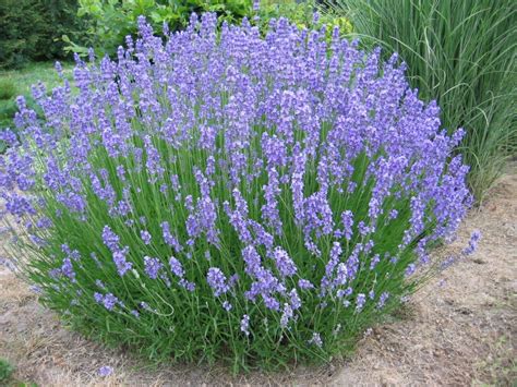 lavandula phenomenal - Yahoo Image Search Results | Giardino di lavanda ...