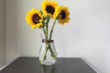 How to Care for Cut Sunflowers | Hunker