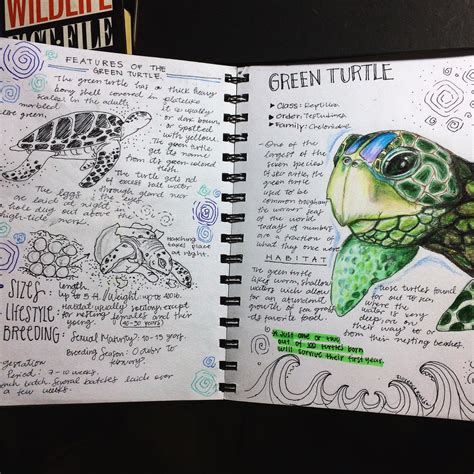 Green turtle illustration, sketchbook Biology Art, Biology Notes, Green ...