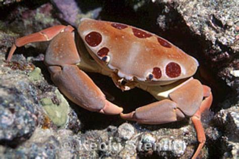 Spotted Reef Crab Information and Picture | Sea Animals