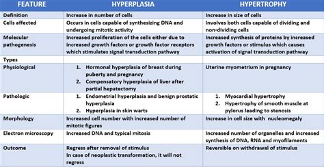 Differences between hyperplasia and hypertrophy – Histopathology.guru