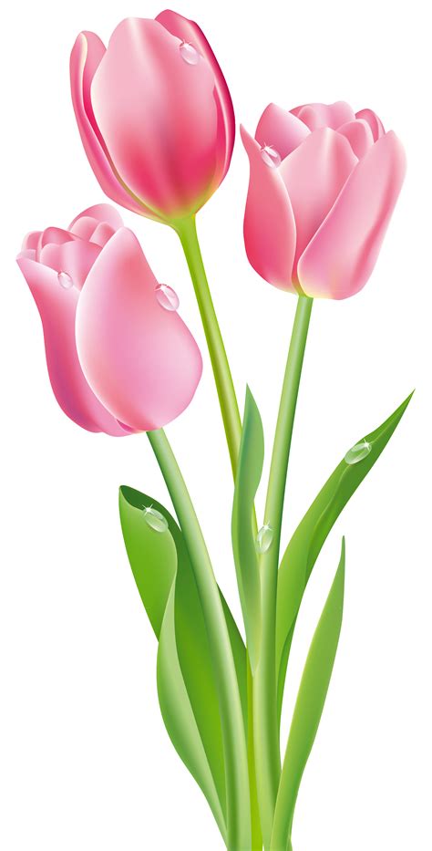 Watercolor Tulip Clip Art