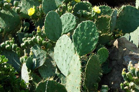 File:Cactus-Prickly-Pear-3901.jpg - Wikimedia Commons
