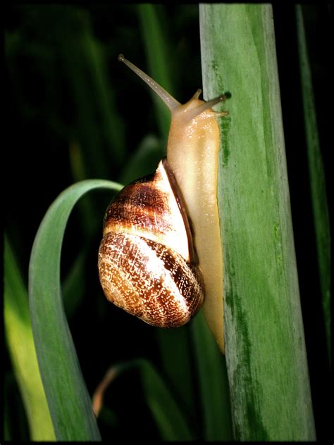 Snails in the Garden - Instructables