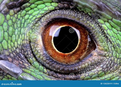 Iguana eye stock image. Image of green, sight, animal - 12622019