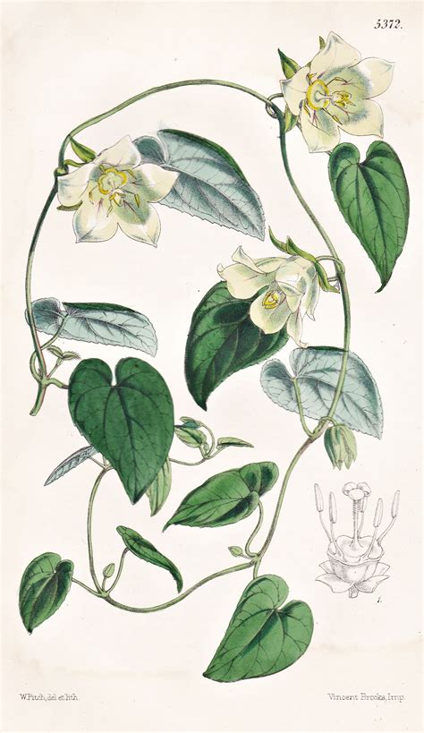 "Codonopsis Cordata. Heart-leaved Codonopsis. Tab. 5372" - Himalaya ...