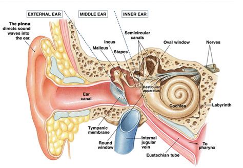 The Vestibular System and Balance — NeuroLab 360