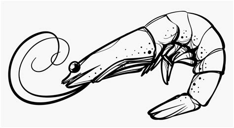 Clip Art Shrimp Vector - Shrimp Black And White Clip Art, HD Png ...