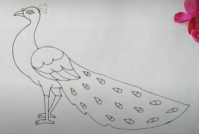 How to Draw a Peacock Easy - Step by Step for Beginners