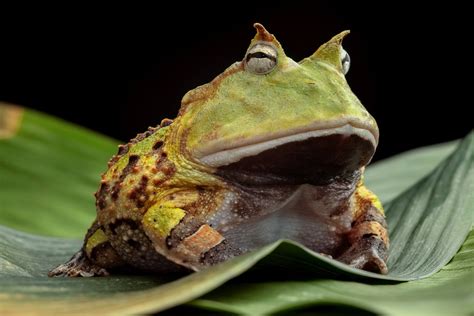 Surinam Schmuckhornfrosch - Ceratophrys cornuta grün | Pacmanfrösche ...