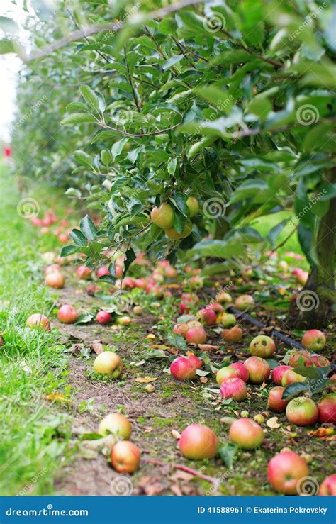 Ripe Apples On The Ground In An Appletree Garden Stock Photo - Image ...