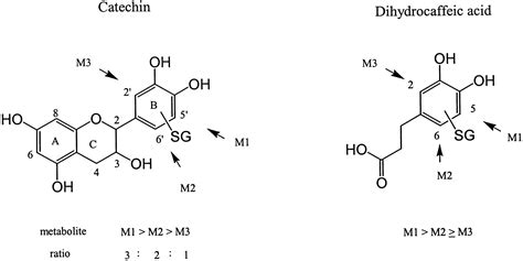 Caffeic Acid, Chlorogenic Acid, and Dihydrocaffeic Acid Metabolism: Glutathione Conjugate ...