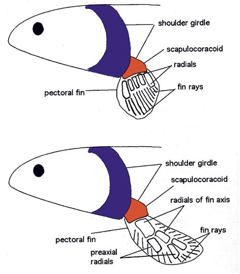 Ray- versus lobe-finned fish: a lobe-finned fish (bottom) has... | Download Scientific Diagram