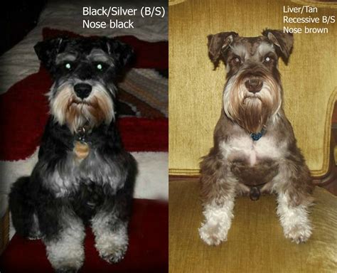 AKC Miniature Schnauzer colors - RIGGS MINIATURE SCHNAUZERS