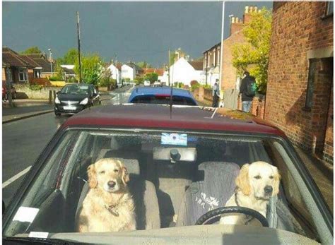 Top 12 Funny Memes of Dog's in Cars – Tail Threads