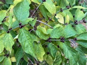 Honeysuckle Berries: Poisonous vs Edible Honeysuckle