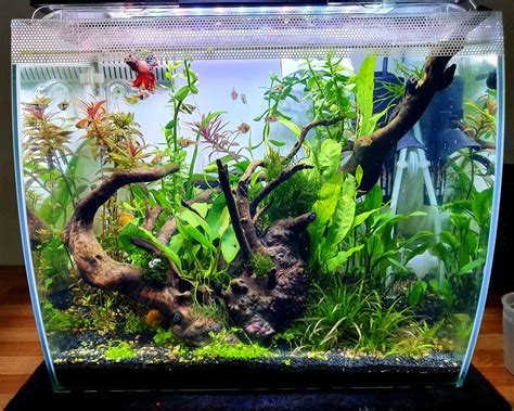 First tank Fluval : r/PlantedTank